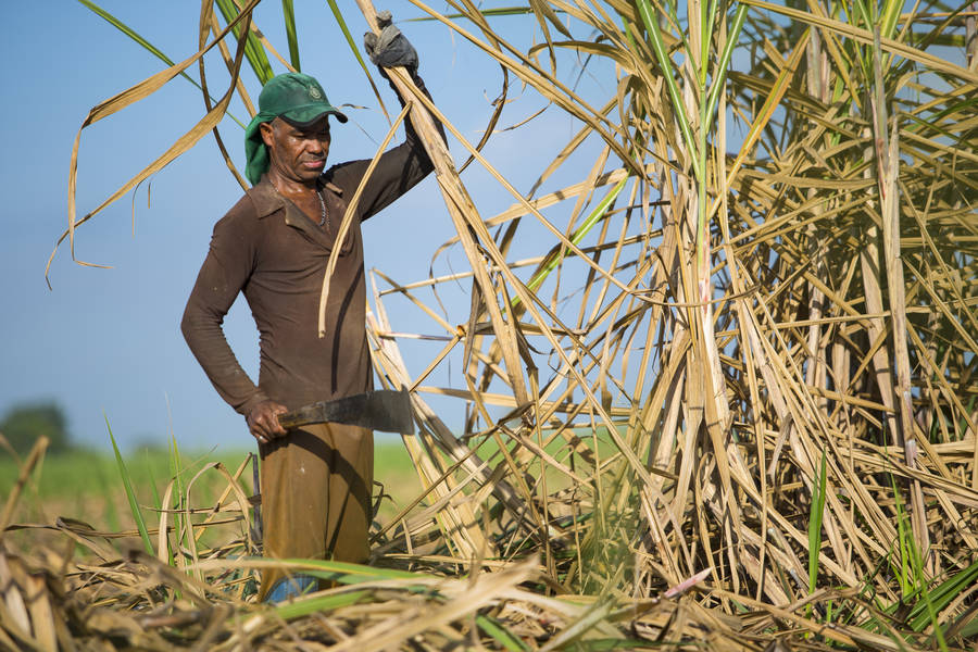 VBP da cana-de-açúcar de 2020 representa uma retração de 20,8% em relação a 2019