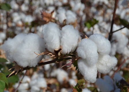 Métodos identificam sementes de algodão convencional e transgênico