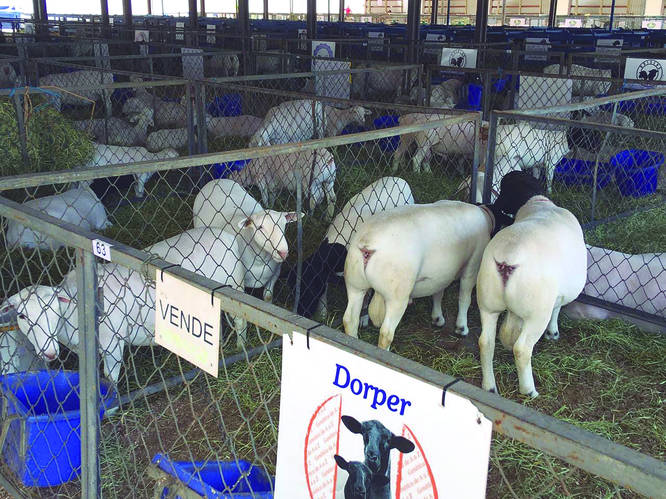 /Exposição de ovinos também fará parte da Expoagro 2020